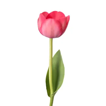 Red Tulip Flower